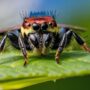 Photo macro ratio